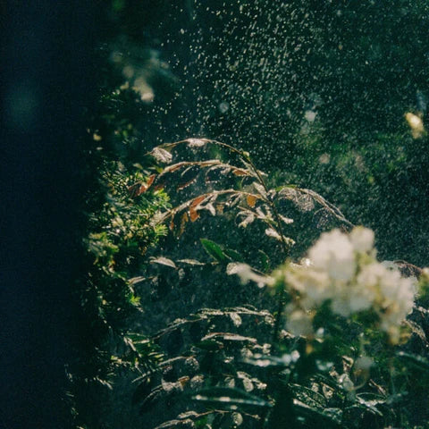 The World Is Dancing - Macaroni Empitsu Unmei Sagashi EP Standard Edition CD - cover detail